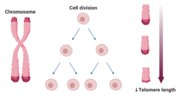 Figure 12. Chromosome with telomeres shown on the tips. Telomere length shortens as cells divide.