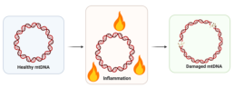 Figure 10. Chronic inflammation occurs when the immune system is over-activated, or “turned on” for too long and not able to rest, and it can cause damage to mitochondrial DNA (mtDNA), a marker of cellular aging.